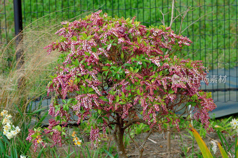 Pieris japonica /日本仙女座菌株